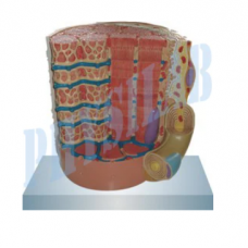 Micro Anatomy, Muscle Fiber